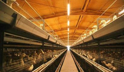 華英農(nóng)業(yè)榮獲首批國家級農(nóng)業(yè)高質量發(fā)展標準化示范基地稱號，畜牧漁業(yè)飼料銷售邁向新篇章